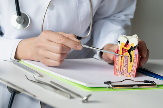 The dentist shows the disease and how the tooth is formed.