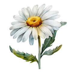 Fototapeta premium daisies isolated on white