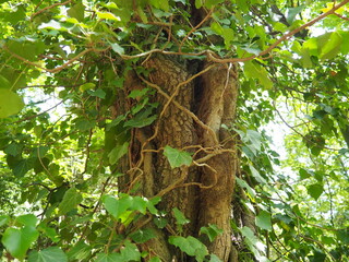 Creepers on tree branches in a European forest. Serbia, Fruska Gora National Park. A plant that finds vertical support. Antennae, adventitious roots, attachments. Liana is the life form of plants