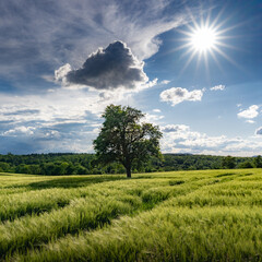 Feldbaum bei Sonnenschein und aufziehenden Gewitterwolken, Sachsenheim, Baden-Württemberg,...