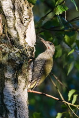 Bird Picus viridis aka European green woodpecker is climbing on the birch tree.