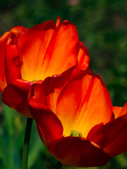 red tulips in the garden in backlit sunlight