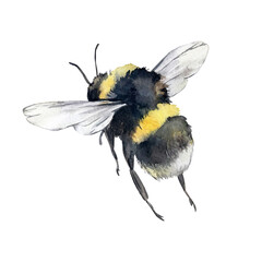 Bumblebee watercolor illustration hand drawn and isolated on a white background. For design of cards