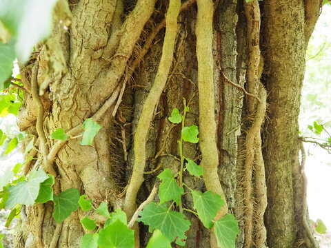 Creepers on tree branches in a European forest. Serbia, Fruska Gora National Park. A plant that finds vertical support. Antennae, adventitious roots, attachments. Liana is the life form of plants