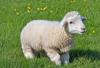 Obraz premium Generative AI brings to life a charming Easter lamb in a picturesque meadow setting