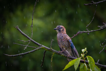 Jay in the rain