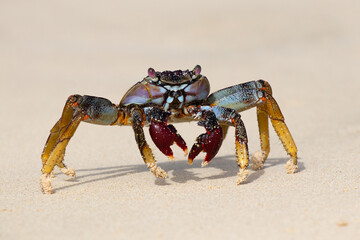 Crab, Cape Verde