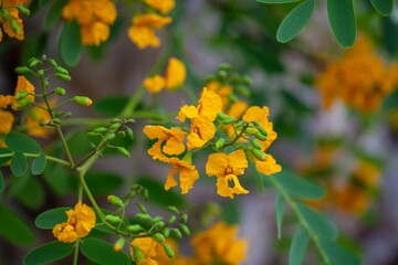 Flowers of a Tipa tree, Tipuana tipu