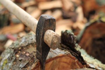 birch tree firewood and axe on stump