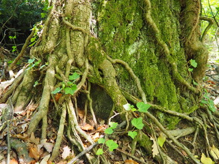 Creepers on tree branches in a European forest. Serbia, Fruska Gora National Park. A plant that finds vertical support. Antennae, adventitious roots, attachments. Liana is the life form of plants