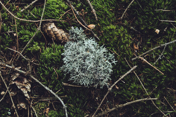 Waldboden mit Flechte