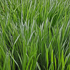 Fototapeta premium A realistic 3D render of grass on a transparent background created using generative AI technology