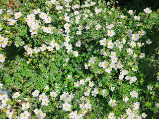 A close-up of delicate white flowers blooming amidst lush green leaves, encapsulating the essence of spring.