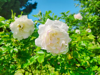 Serene White Roses in Sunlight. A cluster of delicate white roses under a clear blue sky, symbolizing purity and tranquility.