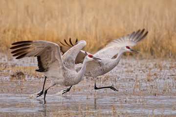 Sandhill Cranes Running to Take Off