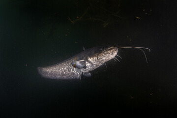 Catfish is swimming in dark water. Catfish is looking  for food. Nightdive in the lake. Big fish with long barbels. 