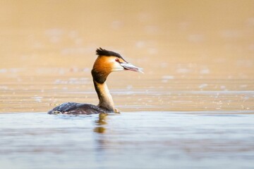 Podiceps cristatus in the Duero River. Riberas de Castronuno Natural Park