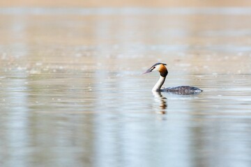 Podiceps cristatus in the Duero River. Riberas de Castronuno Natural Park.
