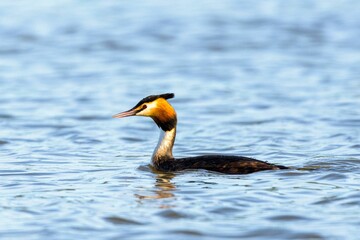 Podiceps cristatus in the Duero River. Riberas de Castronuno Natural Park.