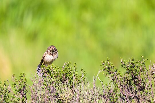 Emberiza calandra in the province of Valladolid, Castilla y Leon, Spain