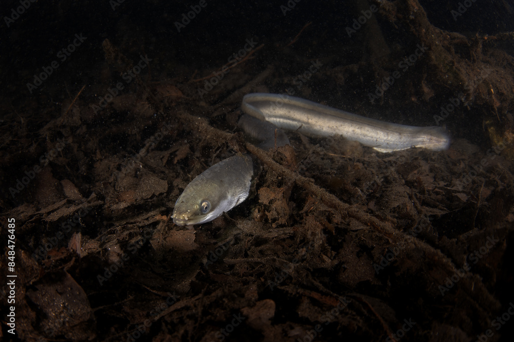 Poster european eel is hiding on the bottom. eel in freshwater. nightdive in the lake. rare fish looks like