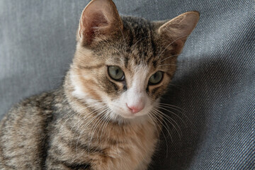 Close up photo of a cute little cat kitten indoors.