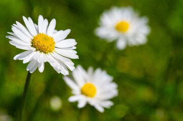 Obraz premium Beautiful chamomile flowers close-up. Summertime