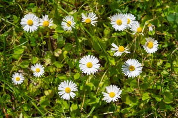 Fototapeta premium Beautiful chamomile flowers close-up. Summertime