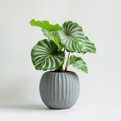 Calathea orbifolia in a modern looking vase on a white background