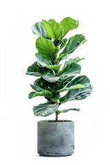 Fiddle Leaf Fig (Ficus lyrata) plant in a modern looking pot isolated on a white background