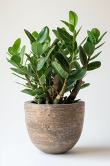 Zamioculcas zamiifolia in a modern looking pot isolated on a white background