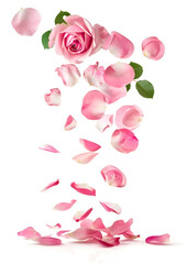 Fototapeta premium Fresh flying pink petals of rose and leaves isolated on white