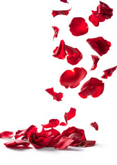 Fresh flying red petals of rose and leaves isolated on white