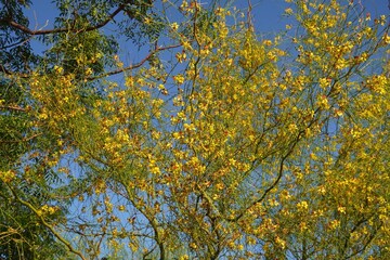 Fototapeta premium Palo verde or Jerusalem thorn or parkinsonia aculeata tree branches, leaves and yellow flowers in Attica, Greece