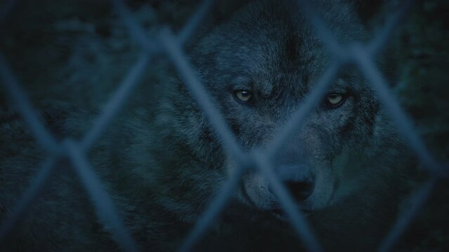 Focus Shift Fence To Large Wolf Looking Forward
