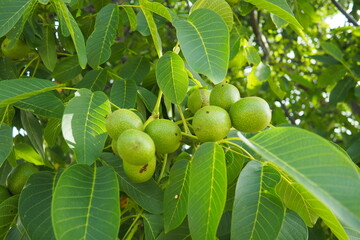Juglans regia, the Persian, English, Carpathian or Madeira walnut, common walnut. large deciduous...