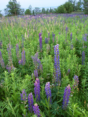 Obraz premium Lupine Flowers along Lake Superior in Michigan