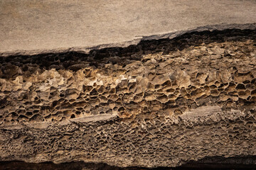 Texture of whale bone close up