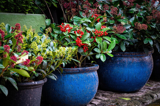 Beautiful decorative plants in the flowerpots. Red gaultheria, wintergreen berries	

