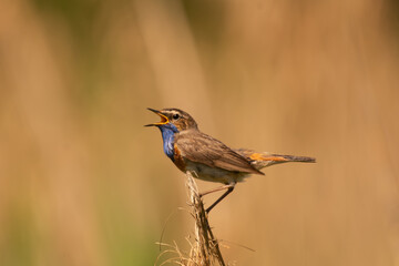 Bluethroat - Luscinia svecica  perched and singing at brown background. Photo from Biebrza National Park in Poland. Bird in song. Songbird.