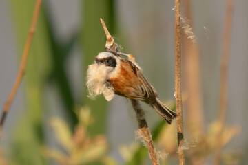 Eurasian penduline tit, European penduline tit - Remiz pendulinus perched with plant fibres in beak. Photo from Biebrza National Park in Poland.