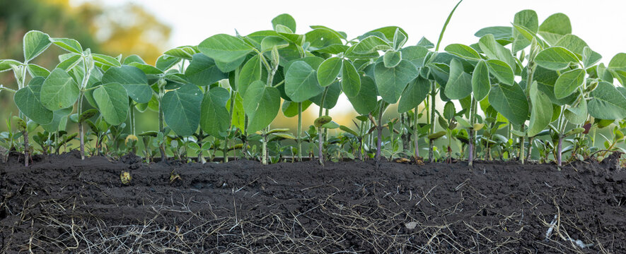 Young soybean plants with roots