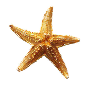 Estrella de mar sobre fondo transparente