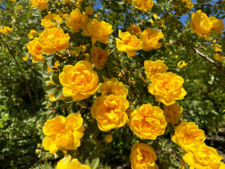 Obraz premium Yellow roses flowers bright blossom in the garden