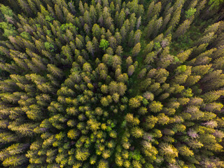 Green spruce forest top view. Oxygen production in the forest.
