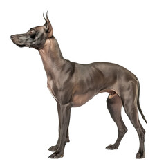 a standing up Xoloitzcuintli on isolated white, PNG