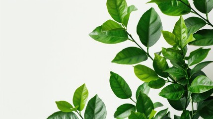 Fototapeta premium Lemon tree s green leaves isolated on a white background