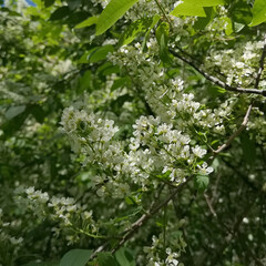 The flowers of sweet cherry are spring nature
