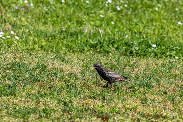 a black bird in sunlight in summer on a green meadow