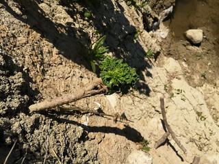Young sprout of Sosnowski's hogweed (Heracléum sosnowski) a poisonous plant
